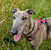 Saved by Greyhound Rescue Wales